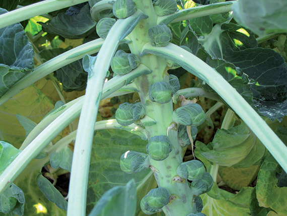 image-product-detail